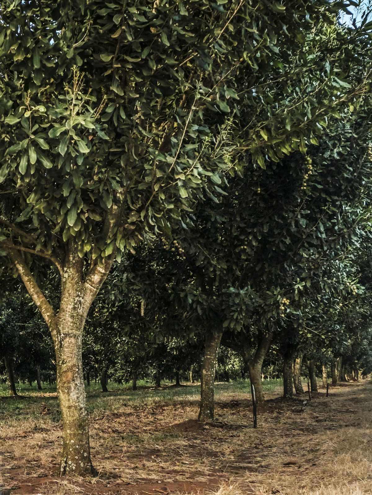 Macadamia trees